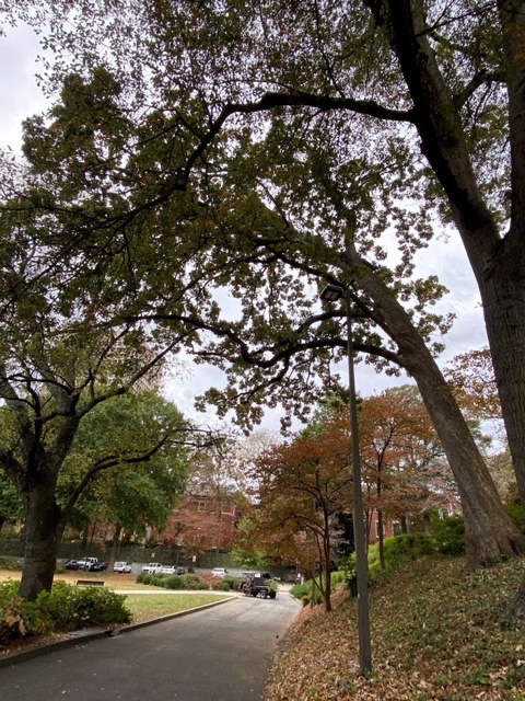 Removal of Large Oak Tree Near Tech Lawn | Infrastructure and Operations