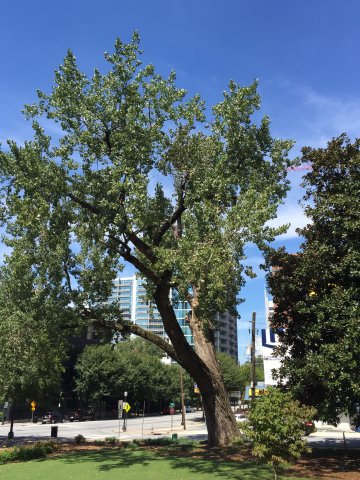 Eastern Cottonwood at The Historic Academy of Medicine