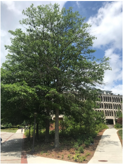 Willow Oak to be removed 