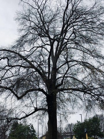 Water Oak on North Avenue to be removed 2/15