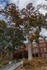 Image of white oak to be removed over winter break due to failing health.